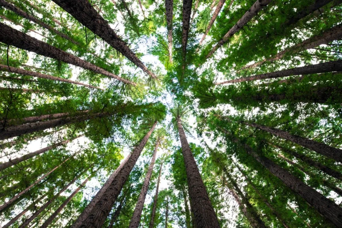 Setor florestal e a revolução do mercado de carbono no Brasil